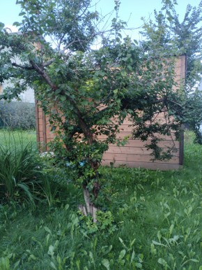 Коллективный сад номер 7, участок 58 в Заречном - zarechnyj.yutvil.ru - фото 28 Коллективный сад номер 7, участок 58 в Заречном - zarechnyj.yutvil.ru - фото 28