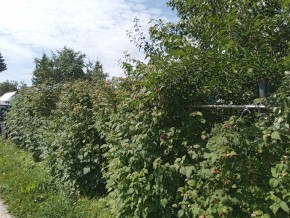 СНТ Медик-2 в Заречном - zarechnyj.yutvil.ru - фото 3