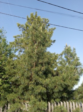 ул. Полынная,29 в Заречном - zarechnyj.yutvil.ru - фото 18 ул. Полынная,29 в Заречном - zarechnyj.yutvil.ru - фото 18